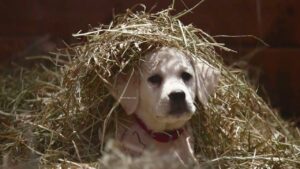 puppy under straw