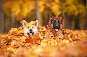 two dogs playing in leaves