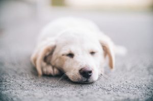 tired puppy