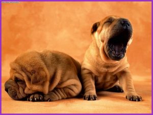 tired puppies